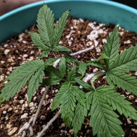 Dynamite 🍊 growlog timeline photo