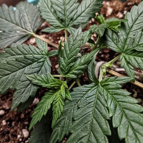 Dynamite #2 🍊 growlog timeline photo