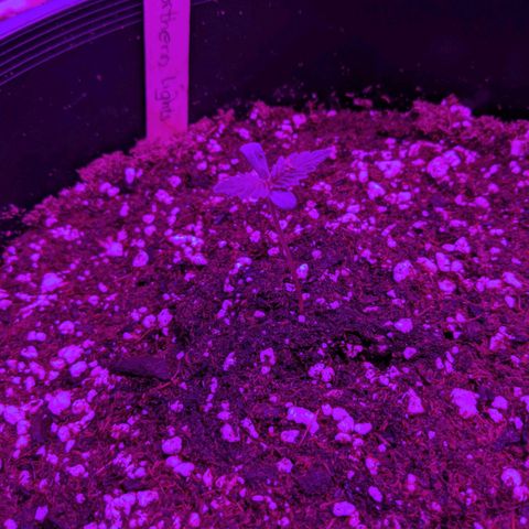 Auto Northern Lights 🌟 growlog timeline photo