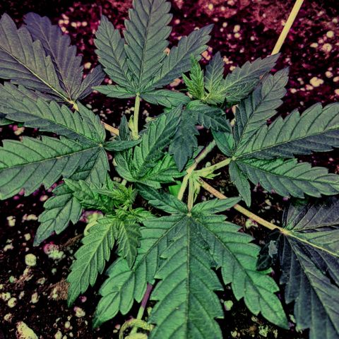 Dynamite #2 🍊 growlog timeline photo
