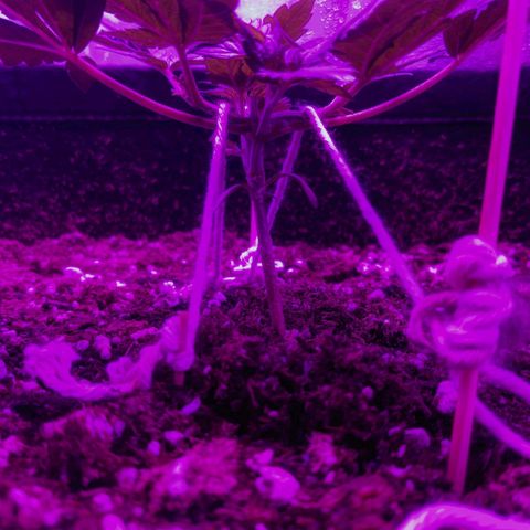 Dynamite #2 🍊 growlog timeline photo
