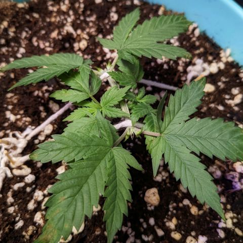 Dynamite 🍊 growlog timeline photo