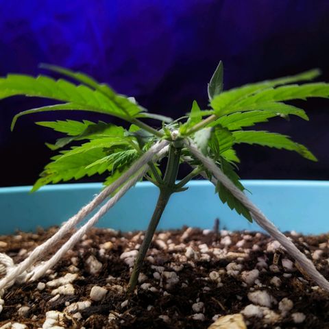 Dynamite 🍊 growlog timeline photo