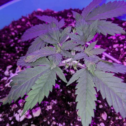 Dynamite 🍊 growlog timeline photo