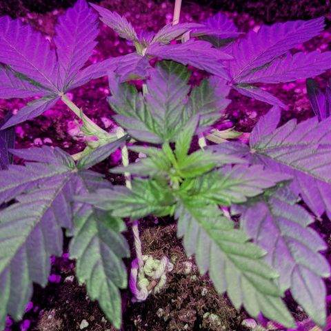Dynamite #2 🍊 growlog timeline photo