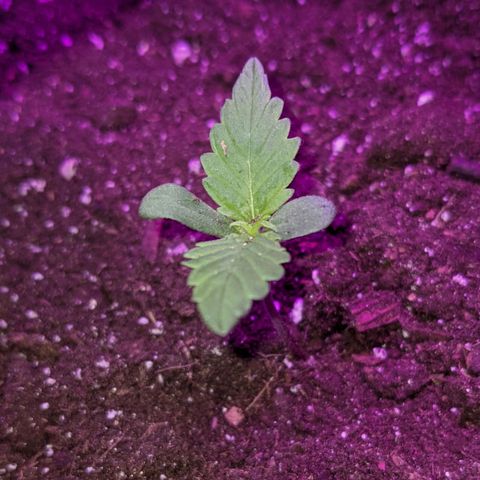 Auto Northern Lights 🌟 growlog timeline photo