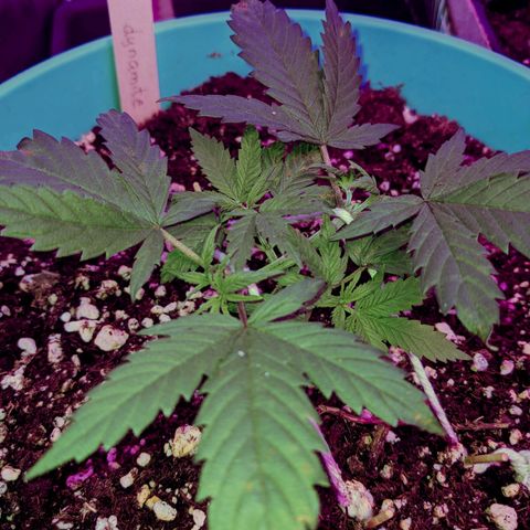 Dynamite 🍊 growlog timeline photo