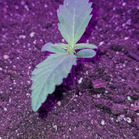 Auto Northern Lights 🌟 growlog timeline photo