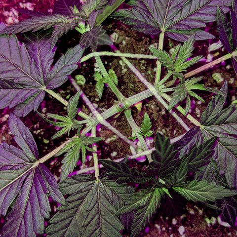 Dynamite #2 🍊 growlog timeline photo