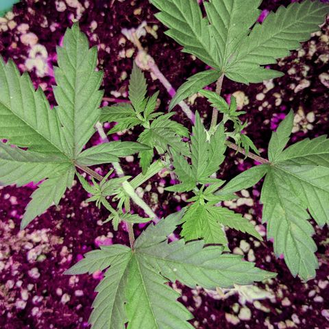 Dynamite 🍊 growlog timeline photo