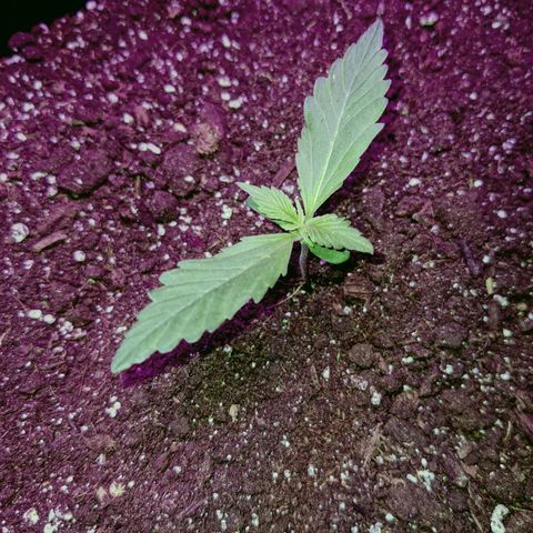 Auto Northern Lights 🌟 growlog timeline photo