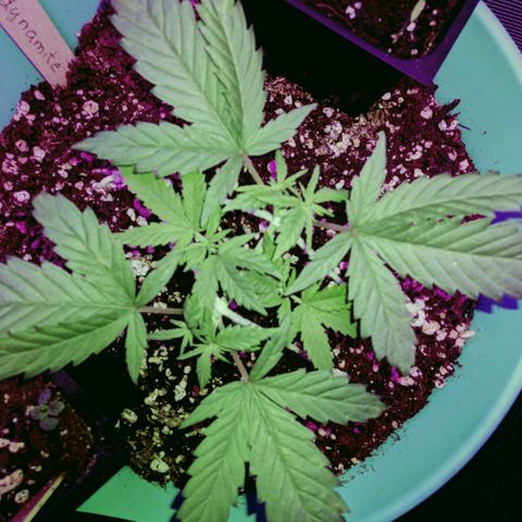 Dynamite 🍊 growlog timeline photo