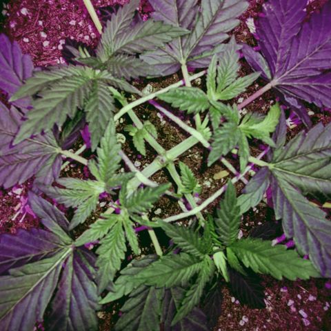 Dynamite #2 🍊 growlog timeline photo