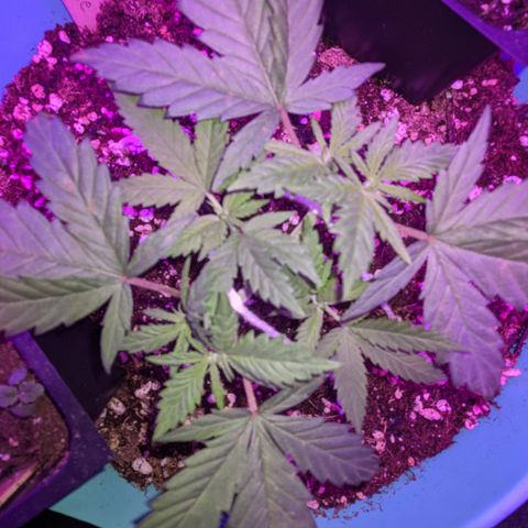 Dynamite 🍊 growlog timeline photo