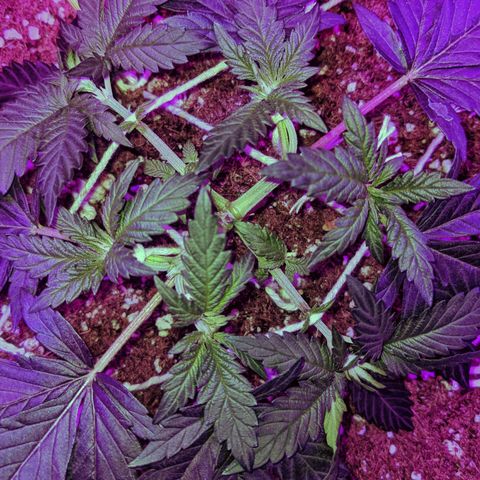 Dynamite #2 🍊 growlog timeline photo