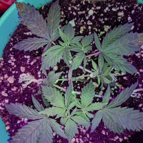 Dynamite 🍊 growlog timeline photo