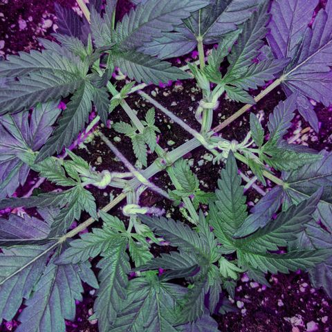 Dynamite #2 🍊 growlog timeline photo