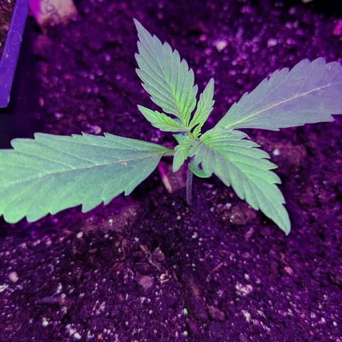 Auto Northern Lights 🌟 growlog timeline photo