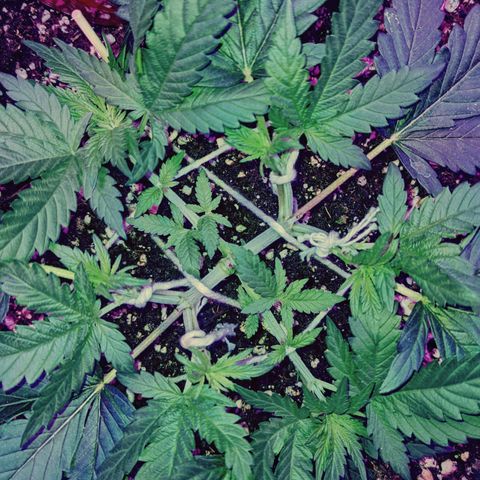 Dynamite #2 🍊 growlog timeline photo