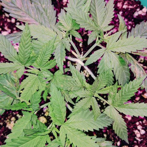 Dynamite 🍊 growlog timeline photo