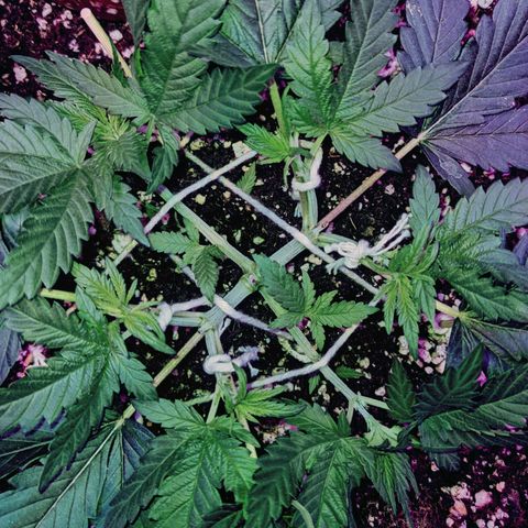 Dynamite #2 🍊 growlog timeline photo