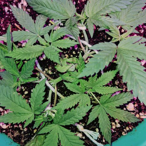 Dynamite 🍊 growlog timeline photo