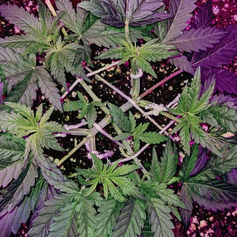 Dynamite #2 🍊 growlog timeline photo