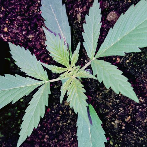 Auto Northern Lights 🌟 growlog timeline photo