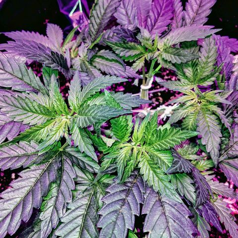 Dynamite #2 🍊 growlog timeline photo