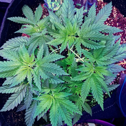Dynamite #2 🍊 growlog timeline photo