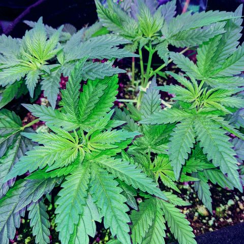 Dynamite #2 🍊 growlog timeline photo