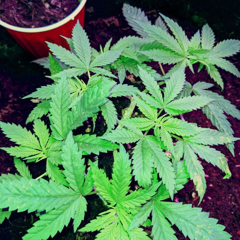 Dynamite 🍊 growlog timeline photo