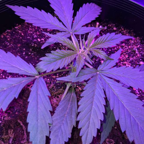 Auto Northern Lights 🌟 growlog timeline photo