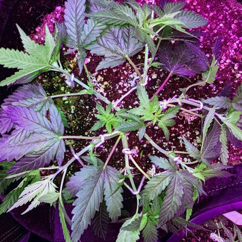 Dynamite #2 🍊 growlog timeline photo