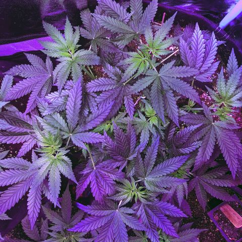 Dynamite #2 🍊 growlog timeline photo