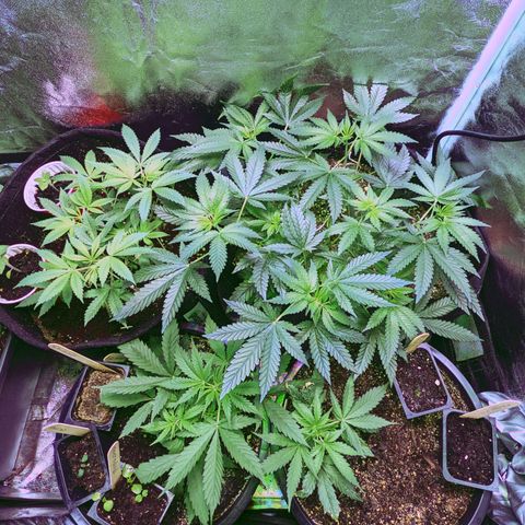Dynamite #2 🍊 growlog timeline photo
