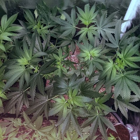 Dynamite #2 🍊 growlog timeline photo