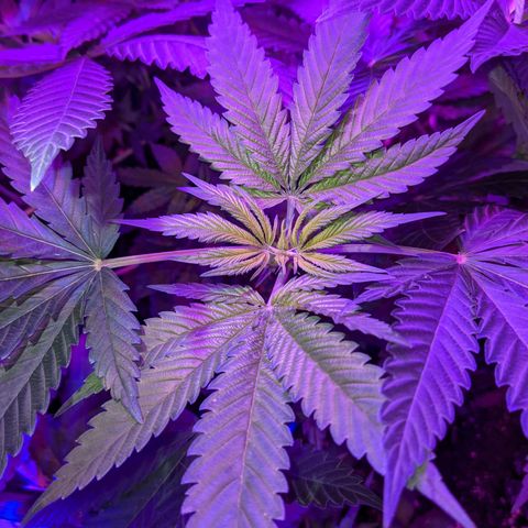 Dynamite #2 🍊 growlog timeline photo