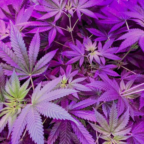 Dynamite #2 🍊 growlog timeline photo