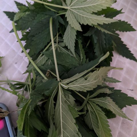 Dynamite #2 🍊 growlog timeline photo