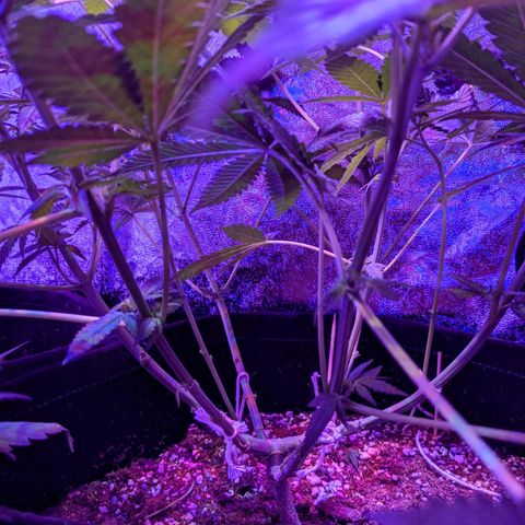 Dynamite #2 🍊 growlog timeline photo
