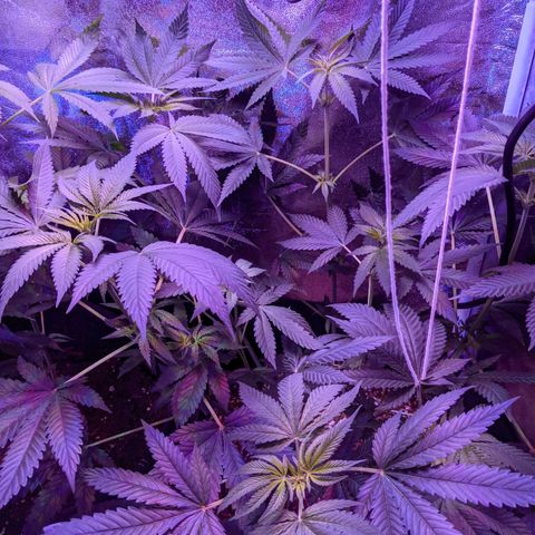 Dynamite #2 🍊 growlog timeline photo