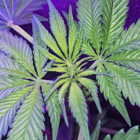 Dynamite #2 🍊 growlog timeline photo
