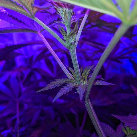 Dynamite #2 🍊 growlog timeline photo