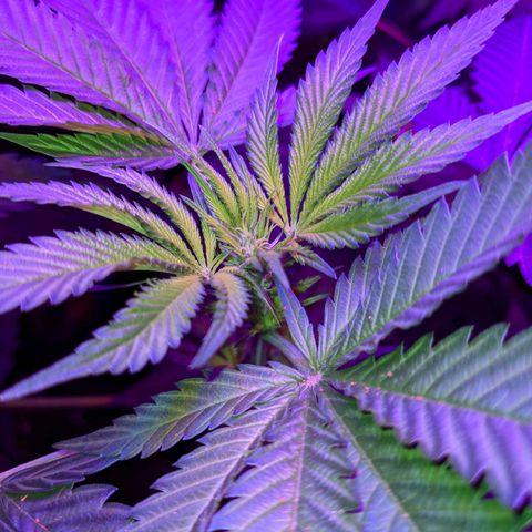 Dynamite #2 🍊 growlog timeline photo