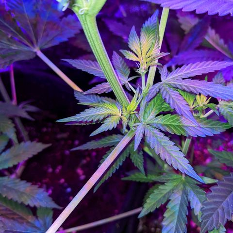 Dynamite #2 🍊 growlog timeline photo