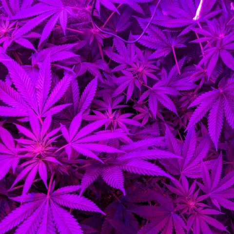 Dynamite #2 🍊 growlog timeline photo