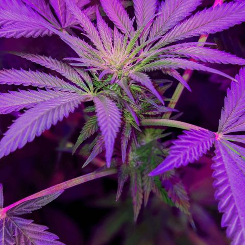 Dynamite #2 🍊 growlog timeline photo