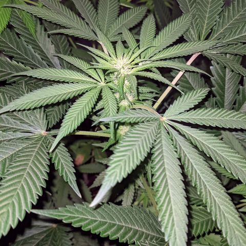 Dynamite #2 🍊 growlog timeline photo