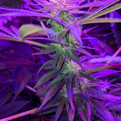 Dynamite #2 🍊 growlog timeline photo